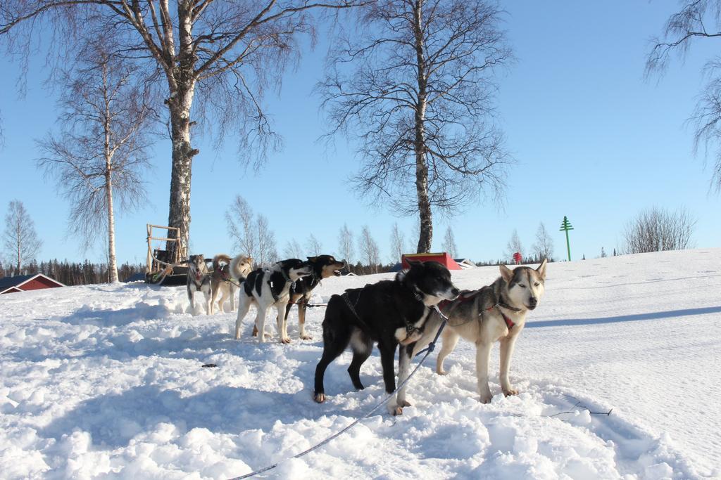 Nordic Lapland Frevisoren Båtskärsnäs Екстериор снимка