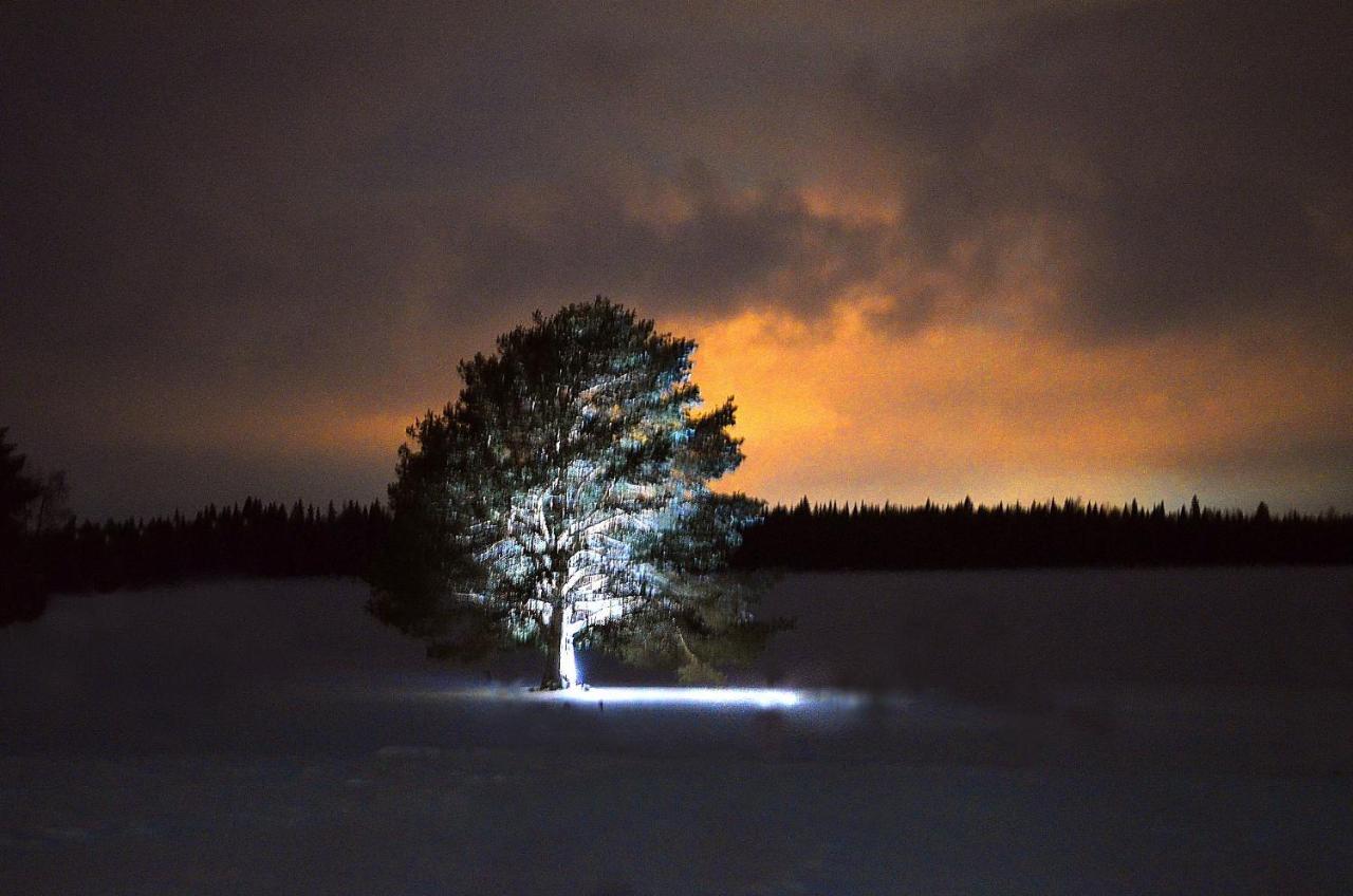 Nordic Lapland Frevisoren Båtskärsnäs Екстериор снимка